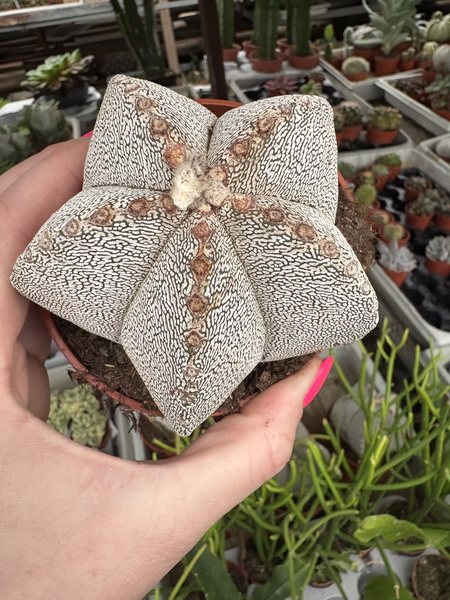 Astrophytum myriostigma 'Onzuko White Zebra'