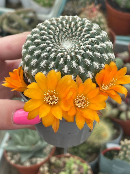 Sulcorebutia arenacea