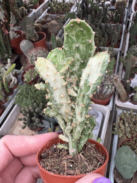 Opuntia monacantha 'Variegated Monstruosa'