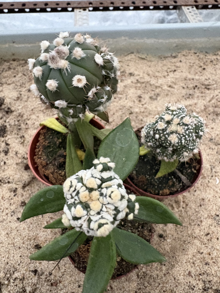 Zestaw 3 różnych Astrophytum MUTANTY