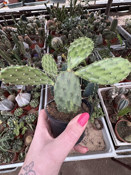 OPUNTIA DECUMBENS