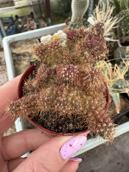 Echinopsis schickendantzii 'Monstruosa Red' kaktus pochodniowy