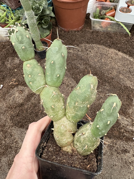 Cumulopuntia sphaerica