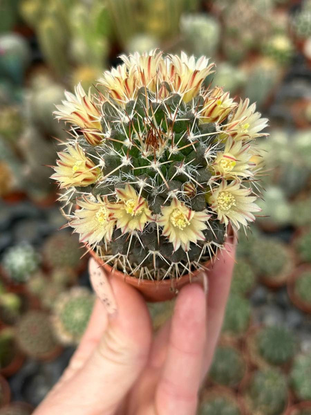 Mammillaria collinsii