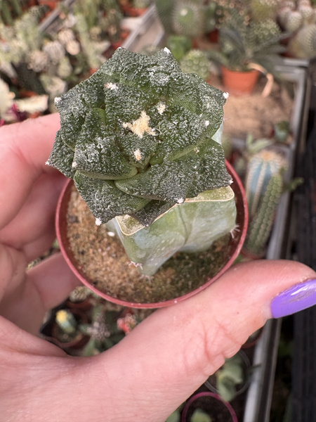 Ariocarpus fissuratus v.hintonii