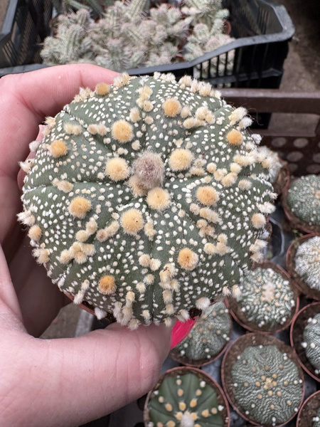 Astrophytum asterias 'Hanazono'