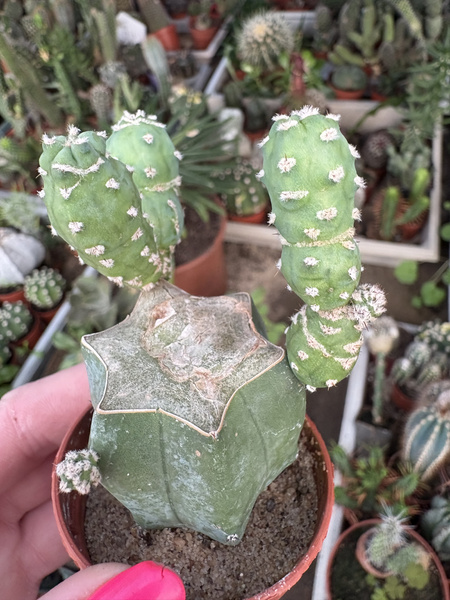 Myrtillocactus geometrizans 'Monstrosa'