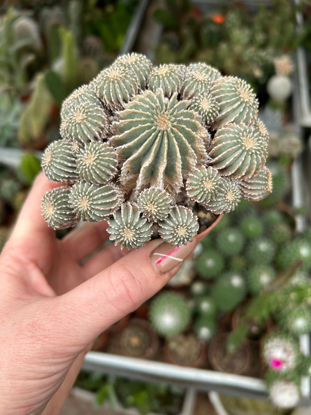 Geohintonia mexicana