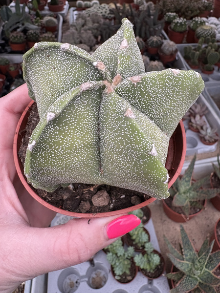 Astrophytum myriostigma 'Variegata'