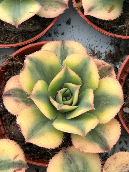 Aeonium sunburst 'Variegata'