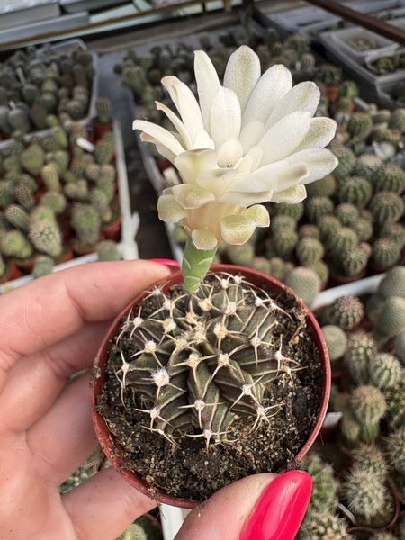 Gymnocalycium friedrichii LB 2178 Agua dulce