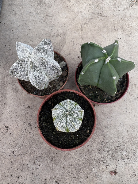Astrophytum MIX x 3 różne