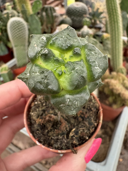 Ariocarpus bravoanus