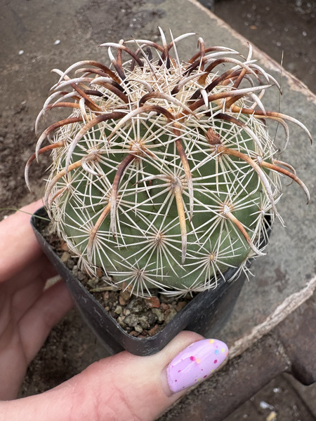 Coryphantha kracikii