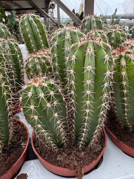 Pachycereus pecten-aboriginum