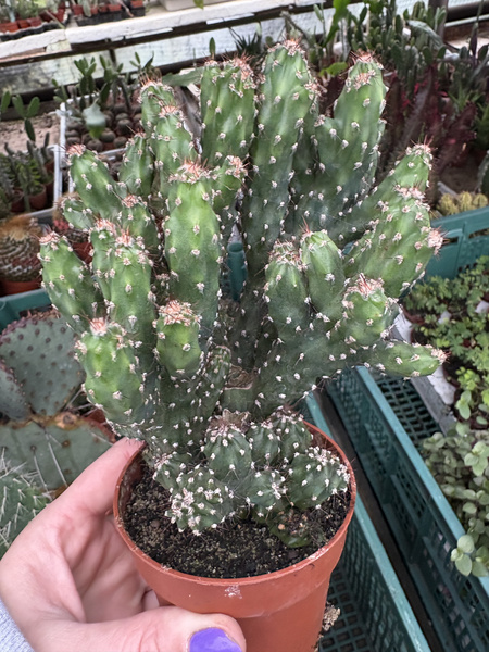 Cereus peruvianus 'Monstruosus'