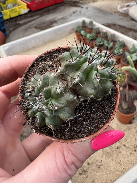 Pyrrhocactus floccosus 'Dichotoma'