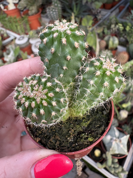 Echinocereus triglochidiatus v.mojavensis 'Inermis Monstruosa'