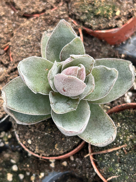 Crassula garnet 'Lotus'