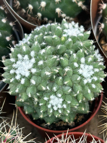 Mammillaria spinosissima 'Jan Suba Polygona'