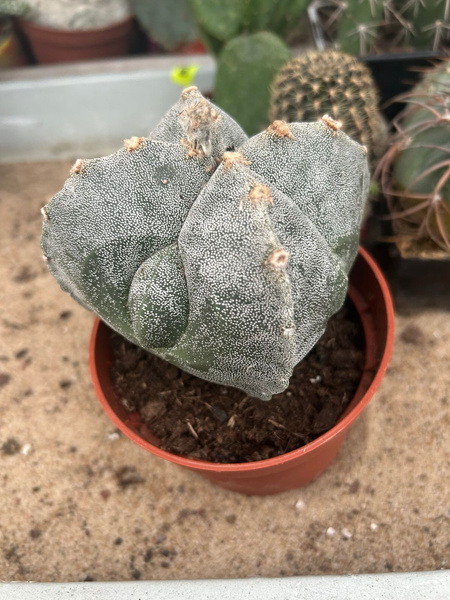 Astrophytum myriostigma 'Kikko'