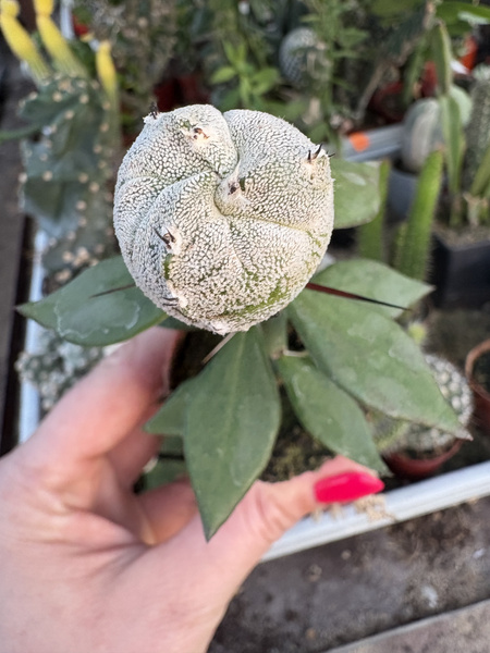Astrophytum myriostigma 'Trigona Ball'