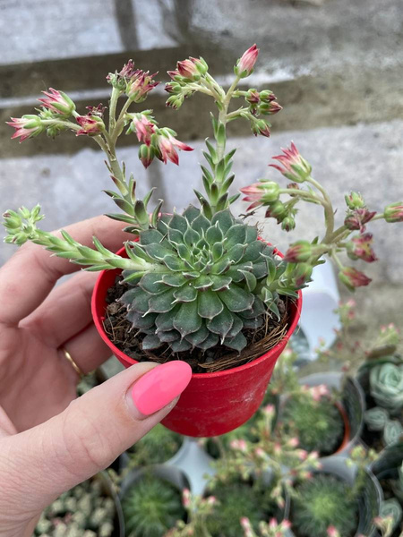 OROSTACHYS FIBRATUM