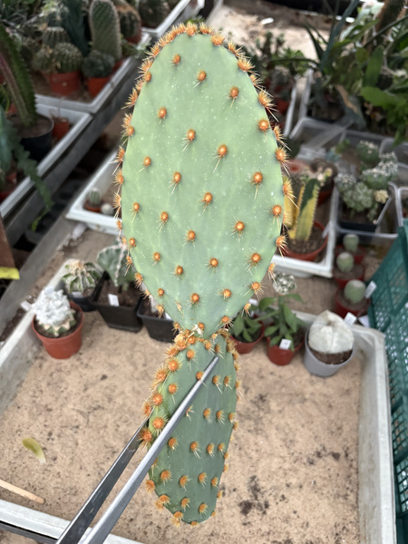 Opuntia engelmannii var. aciculata