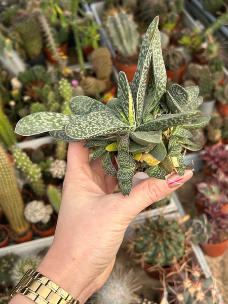 Gasteria bicolor 'Variegata'