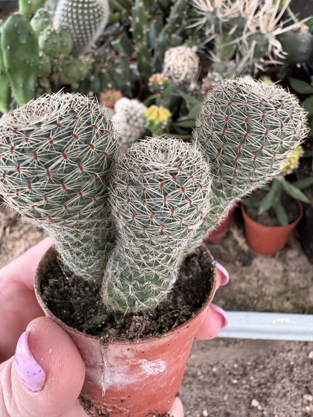 Aylostera heliosa v.condorensis