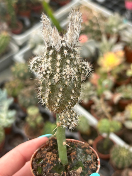 Setiechinopsis mirabilis