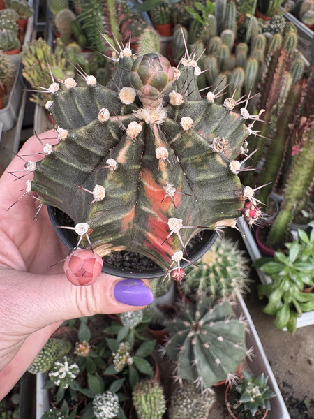 Gymnocalycium mihanovichii 'Dark-Red'