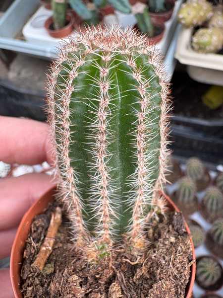 Chamaelobivia hybrid