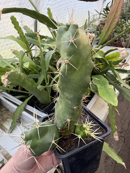 Echinocereus cinerascens
