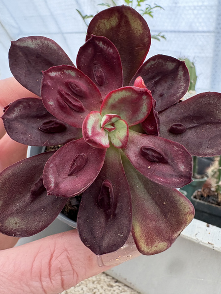 Echeveria nodulosa 'Beni-tsukasa'