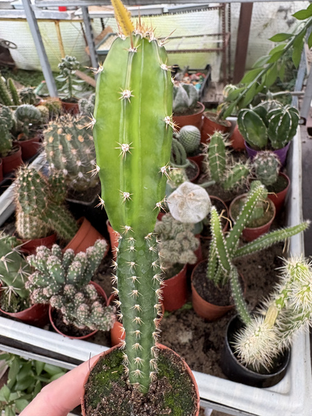 Acanthocereus tetragonus