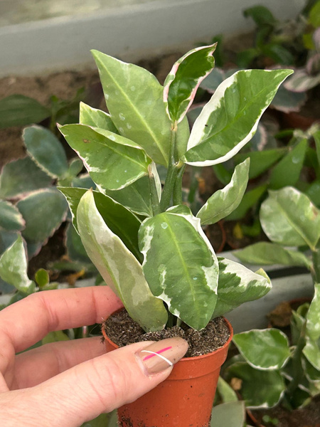 Pedilanthus tithymaloides 'Mystery Planet'