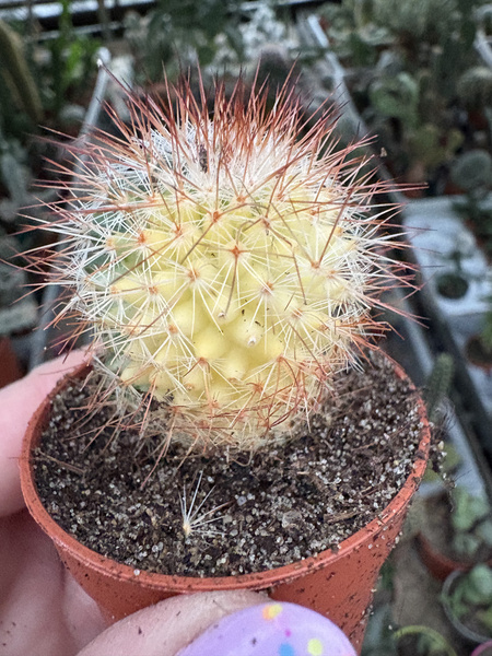 Mammillaria spinosissima 'Variegata'