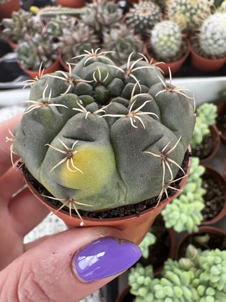 Gymnocalycium baldianum 'Variegata'