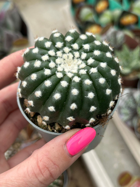 Notocactus uebelmannianus 'Inermis'