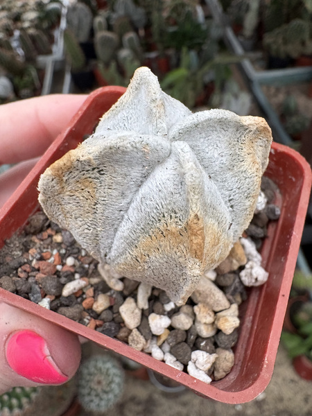 Astrophytum coahuilense 'Quadricotstatum'