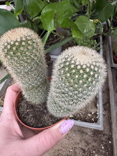 Mammillaria pilcayensis