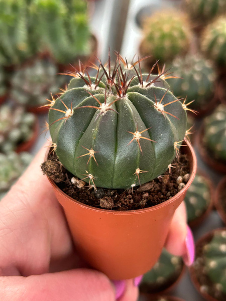 Melocactus bahiensis