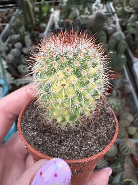 Mammillaria spinosissima 'Variegata'