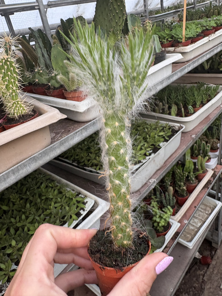 Austrocylindropuntia vestita