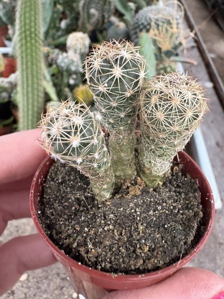 Coryphantha glanduligera x2