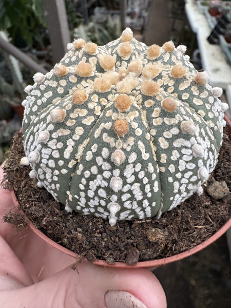 Astrophytum asterias 'Superkabuto' kaktus piaskowy - kaktus jeżowca - kaktus gwiaździsty - pejotl gwiaździsty