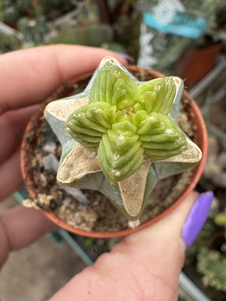 Aztekium valdezii