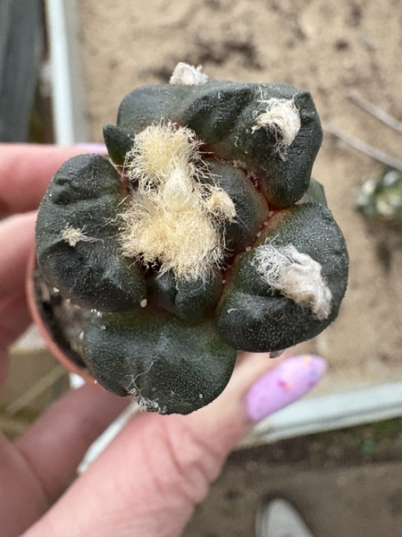 Ariocarpus retusus v.pectinatus