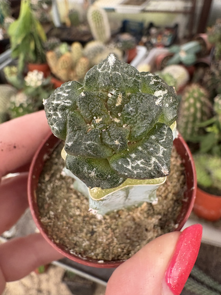 Ariocarpus fissuratus v.hintonii